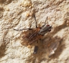 Anthomyia confusanea Michelsen, 1985