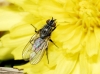 Anthomyia liturata (Robineau-Desvoidy, 1830)