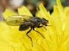 Anthomyia liturata (Robineau-Desvoidy, 1830)