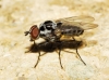 Anthomyia pluvialis (Linnaeus, 1758)