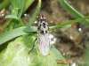 Anthomyia sp.