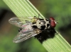 Anthomyia sp.