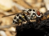 Anthomyia sp. Meigen, 1803
