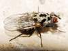 Anthomyia sp. Meigen, 1803