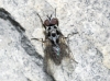 Anthomyia pluvialis (Linnaeus, 1758)