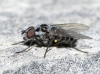Anthomyia pluvialis (Linnaeus, 1758)