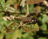 Anthomyiidae
