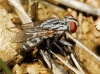 Blaesoxipha ? 2d3
