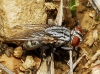 Blaesoxipha ? 3d3