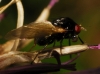 Calliopum ? 1/2