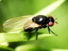 Calliopum geniculatum (Fabricius, 1805)