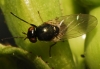 Calliopum sp.