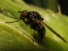 Calliopum sp.