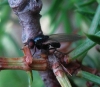 Calliopum sp. Strand, 1928
