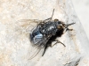 Calliphora sp. Robineau-Desvoidy, 1830 Calliphora sp. Robineau-Desvoidy, 1830