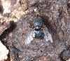 Calliphora sp. Robineau-Desvoidy, 1830