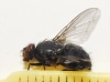 Calliphora vicina Robineau-Desvoidy, 1830 Calliphora vicina Robineau-Desvoidy, 1830