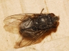 Calliphora vicina Robineau-Desvoidy, 1830 Calliphora vicina Robineau-Desvoidy, 1830
