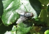 Calliphora vicina Robineau-Desvoidy, 1830 Calliphora vicina Robineau-Desvoidy, 1830