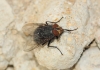 Calliphora vicina Robineau-Desvoidy, 1830 Calliphora vicina Robineau-Desvoidy, 1830