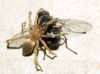 Calliphora vicina Robineau-Desvoidy, 1830