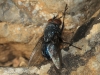 Calliphora vicina Robineau-Desvoidy, 1830 Calliphora vicina Robineau-Desvoidy, 1830