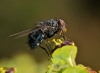 Calliphora vomitoria (Linnaeus, 1758)