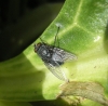 Calliphora sp. Robineau-Desvoidy, 1830
