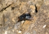 Calliphora vicina Robineau-Desvoidy, 1830 Calliphora vicina Robineau-Desvoidy, 1830
