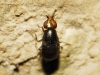 Camarota curvipennis (Latreille, 1805)
