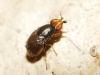 Camarota curvipennis (Latreille, 1805)