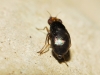 Camarota curvipennis (Latreille, 1805)