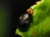 Camarota curvipennis (Latreille, 1805)