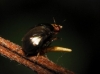 Camarota curvipennis (Latreille, 1805)