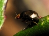 Camarota curvipennis (Latreille, 1805)