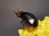 Camarota curvipennis (Latreille, 1805)