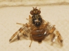 Ceratitis capitata (Wiedemann, 1824)