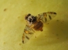 Ceratitis capitata (Wiedemann, 1824)