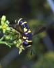 Ceriana vespiformis (Latreille, 1804)