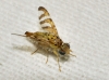 Chaetorellia hestia Hering, 1937