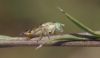 Chaetostomella cylindrica (Robineau–Desvoidy, 1830)