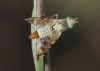 Chaetostomella cylindrica (RobineauDesvoidy, 1830)
