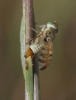 Chaetostomella cylindrica (Robineau–Desvoidy, 1830)