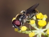 Cheilosia 1/3 Cheilosia 1/3