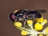 Cheilosia 2/3 Cheilosia 2/3