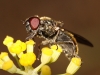 Cheilosia 3/3 Cheilosia 3/3