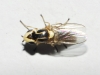 Chlorops sp. 1d2 Chlorops sp. 1d2