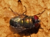 Chrysomya albiceps (Wiedemann, 1819)