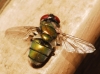 Chrysomya albiceps (Wiedemann, 1819)