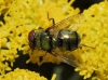 Chrysomya albiceps (Wiedemann, 1819)